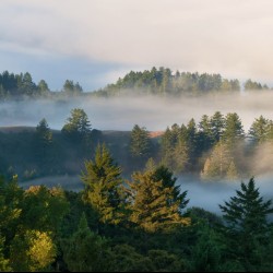 fog and trees in russian ridge reserve