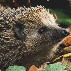 hedgehog