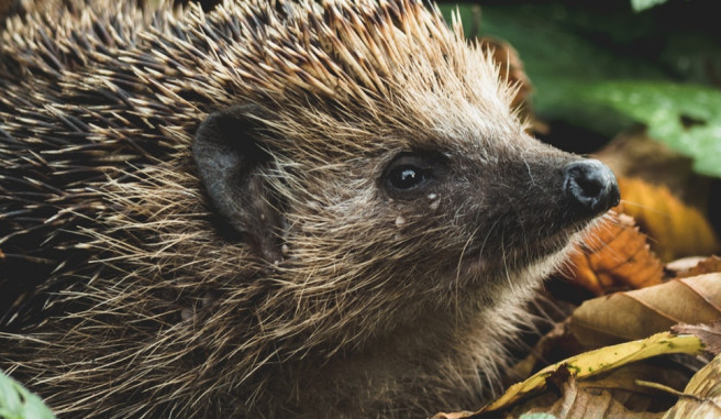 hedgehog