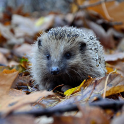 hedgehog on forest floor covered in leaves