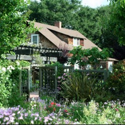 garden in front of home filled with wild flower and foliage