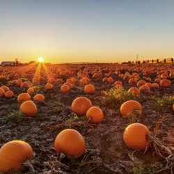 pumpkin patch