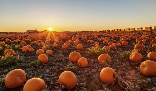 pumpkin patch
