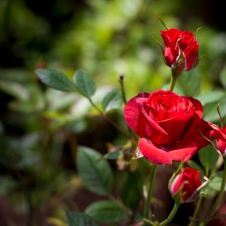 group of red roses in a bush