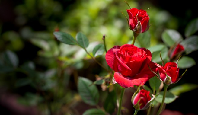 group of red roses in a bush
