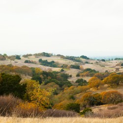 rolling hills with the brown grass of fall.