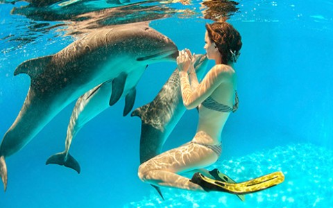 A woman wearing a bikini under water with three light gray dolphins.