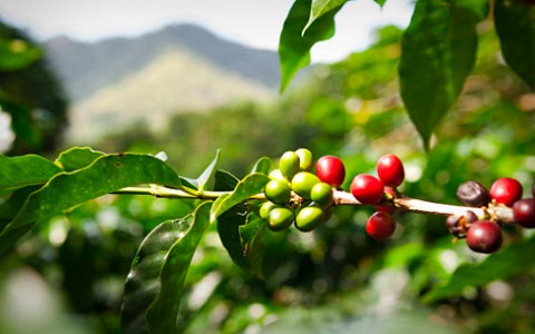 Red and green coffee beans on a branch.