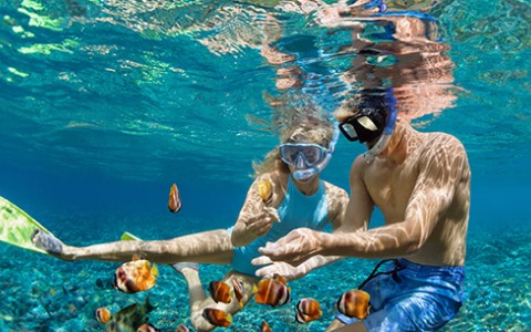 A couple snorkeling in the water holding a shell and watching clownfish swim by.