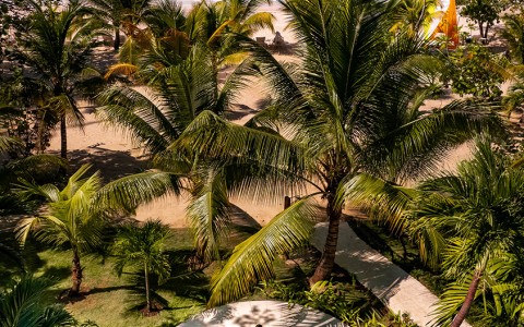 Man sitting in jacuzzi with tall palm trees surrounding the area and the sun shining.