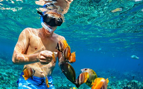 A male wearing blue shorts snorkeling and watching clownfish.