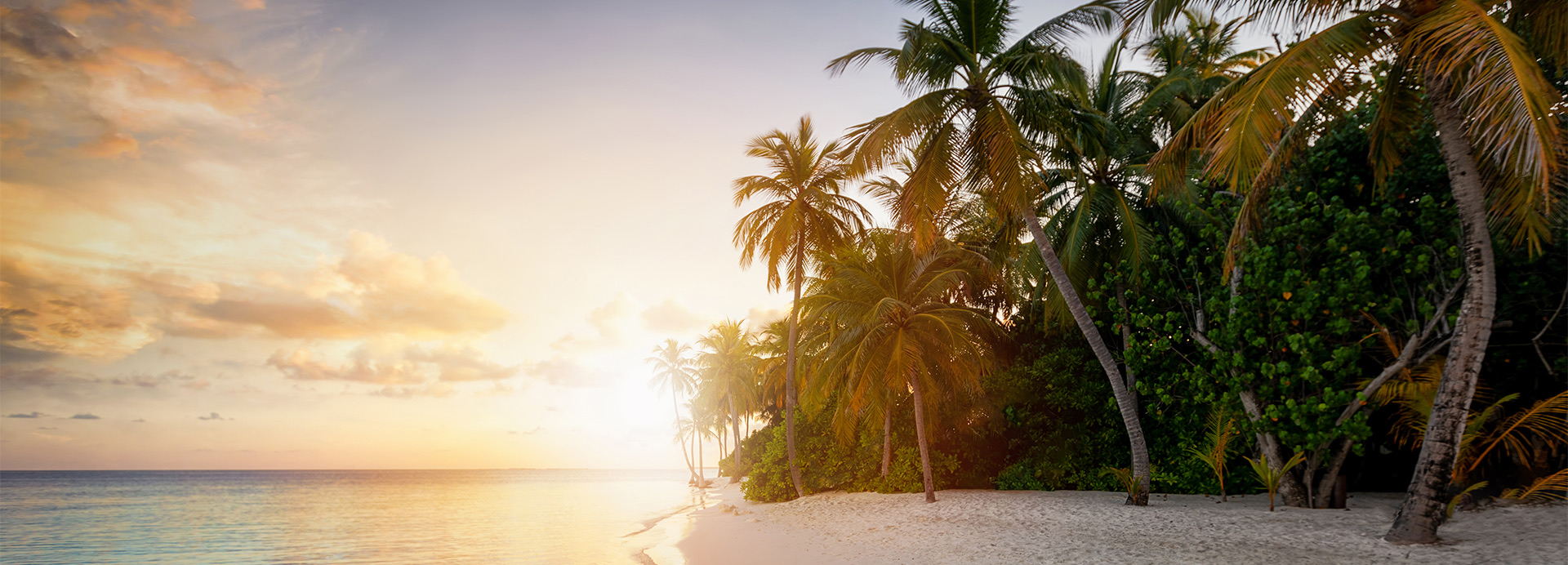 The beach with lots of tropical trees at sunset.