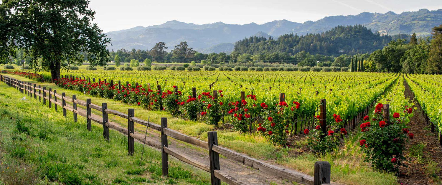 Large vineyard with rose bushes at the end of the row