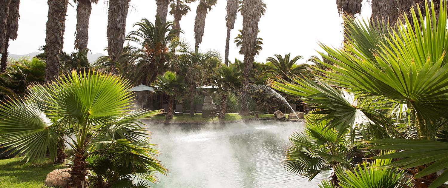 steam coming off a large pond surrounded by leaves and palm trees