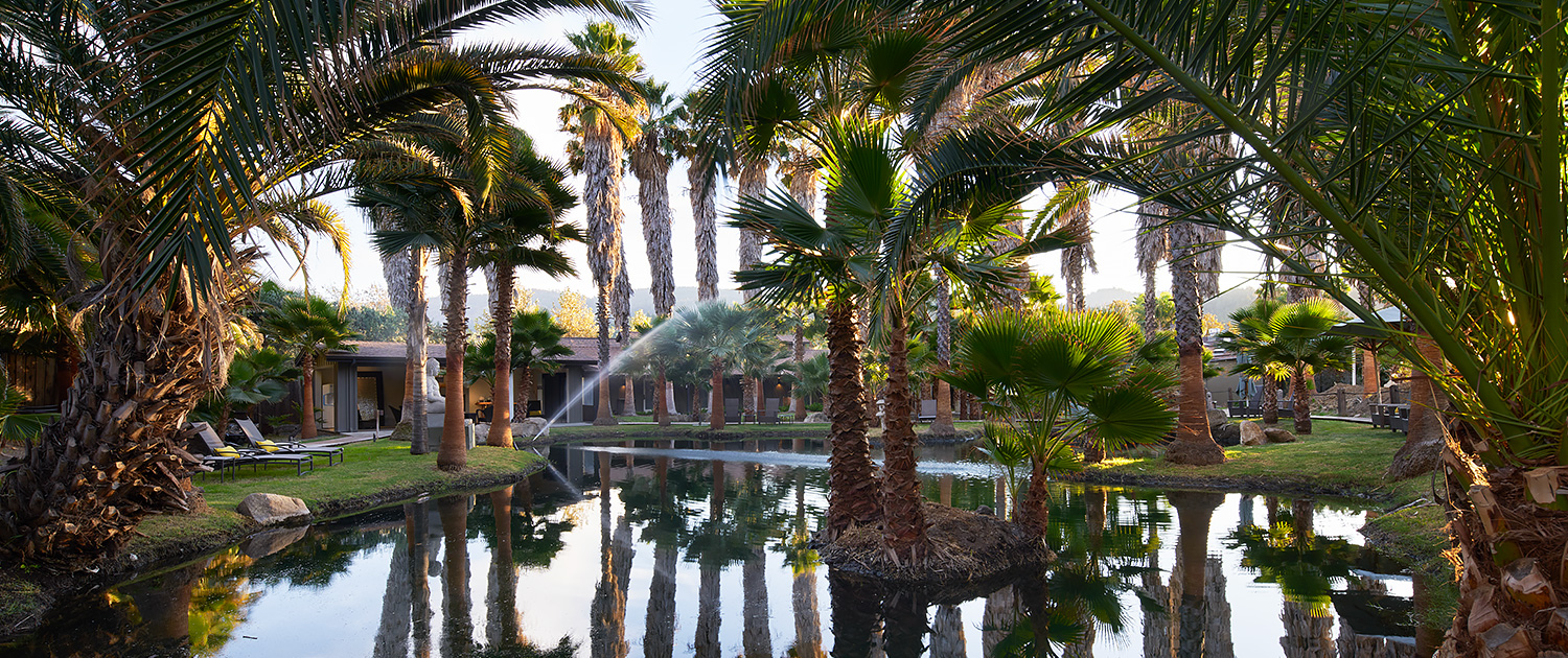 tranquil pond area surrounded by palm trees and lush green grass