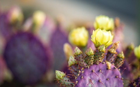 closeup of purple cactus with yellow flowers