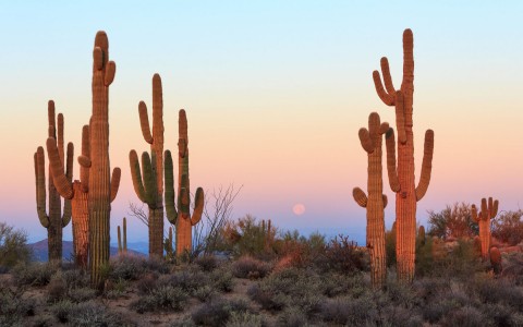 tall cacti lined with desert shrubbery with the moon in the background 