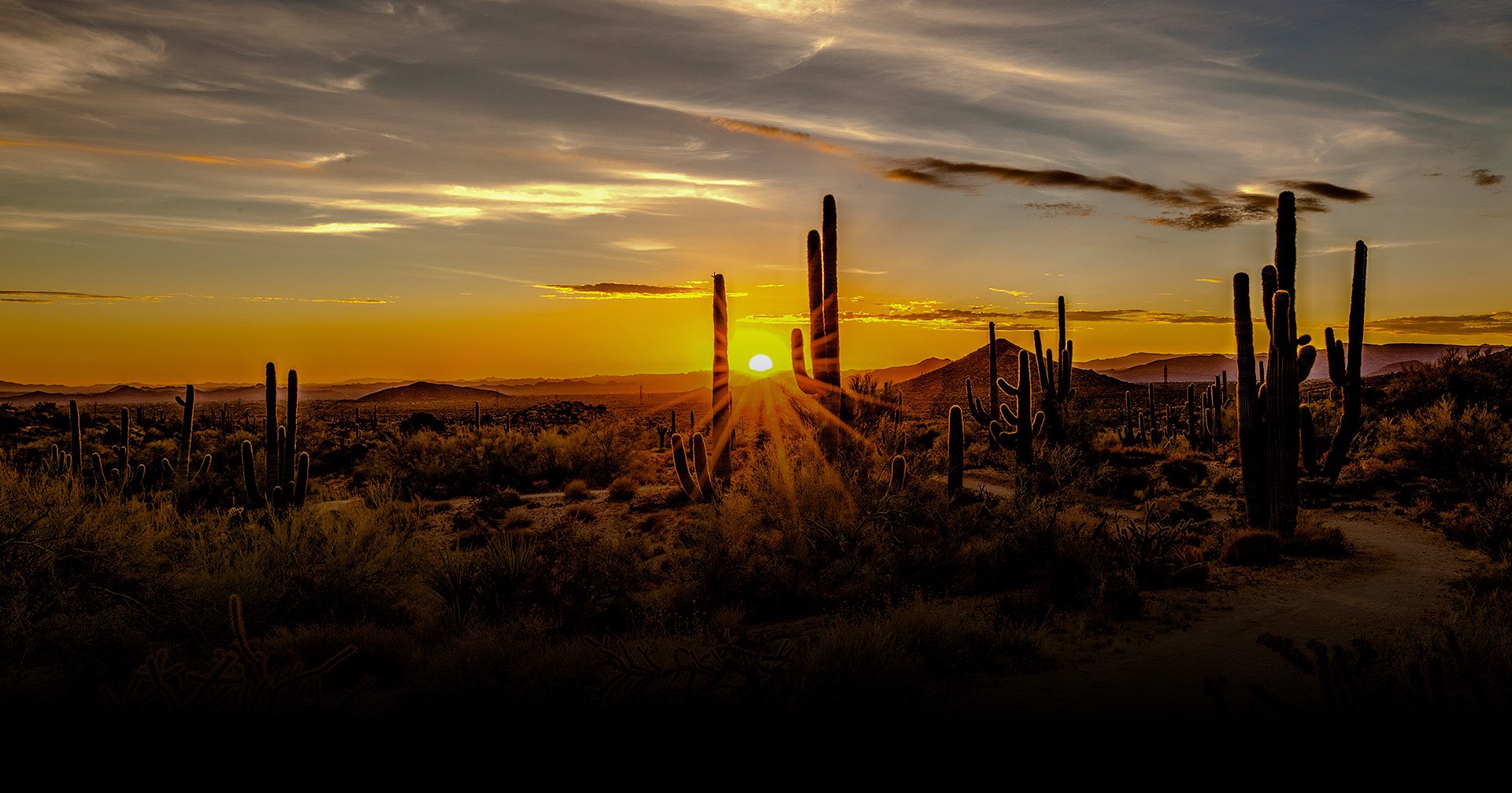 open fields wined with cacti during sun down