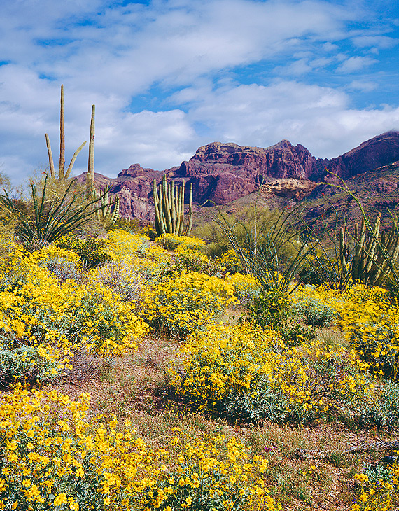 dessert shruberry with yellow flowers and talk cactus