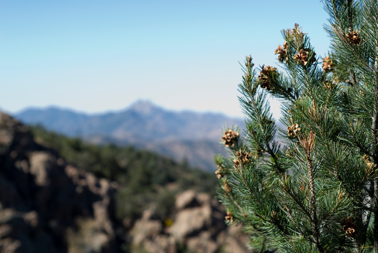 pines overlooking arizona