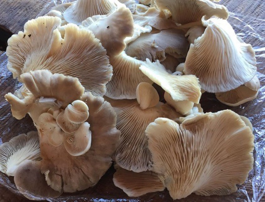 close up shot of mushrooms on table