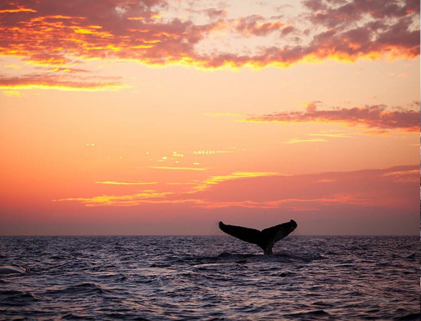 whale