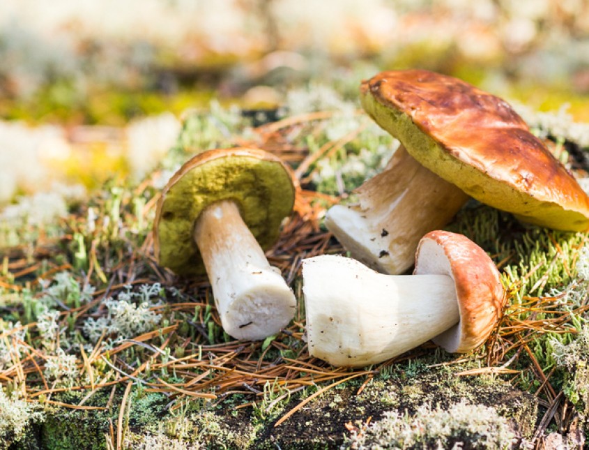 wild edible mushrooms