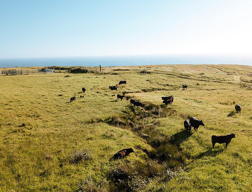 cliff with animals and ocean view