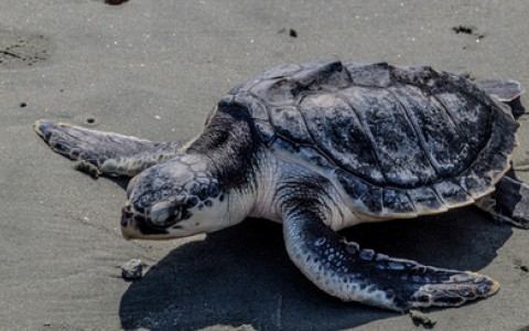 a kemps ridley sea turtle on the beach sand