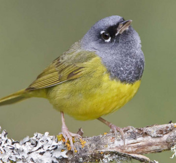 Birding in the Hill Country