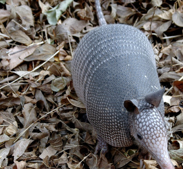 Armadillo Baskets and More: The Apelt Armadillo Farm