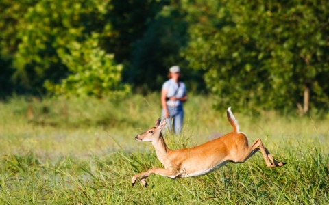 Wild deer jumping in a field with woman in the background