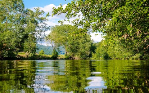 River surrounded by green trees