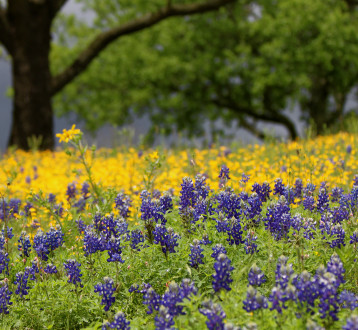 Heavenly Hill Country