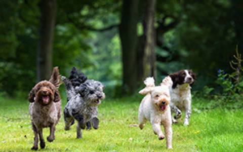 four dogs running through a dog park