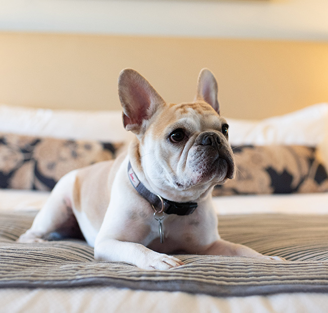 small dog lays on hotel bed