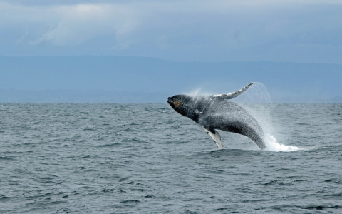 whale jumping out of water off of California coast