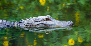 Gatorland IPR