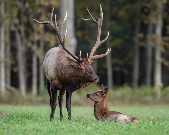 elk mother and calf