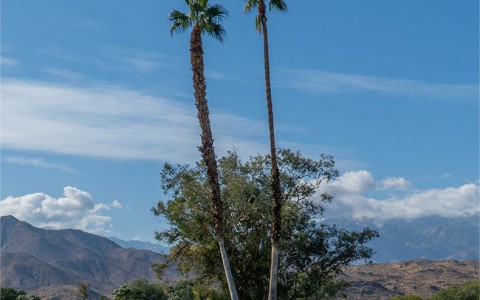 to tall palm trees located on the golf course with mountains in the distance