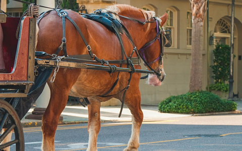 horse drawn carriage passing a brick home