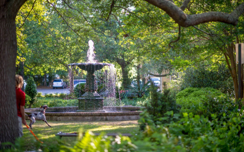 Water fountain surrounded by greenery