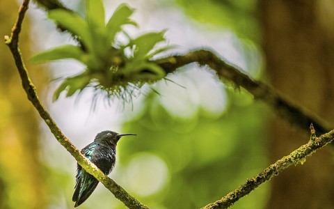 little black bird sitting in a tree