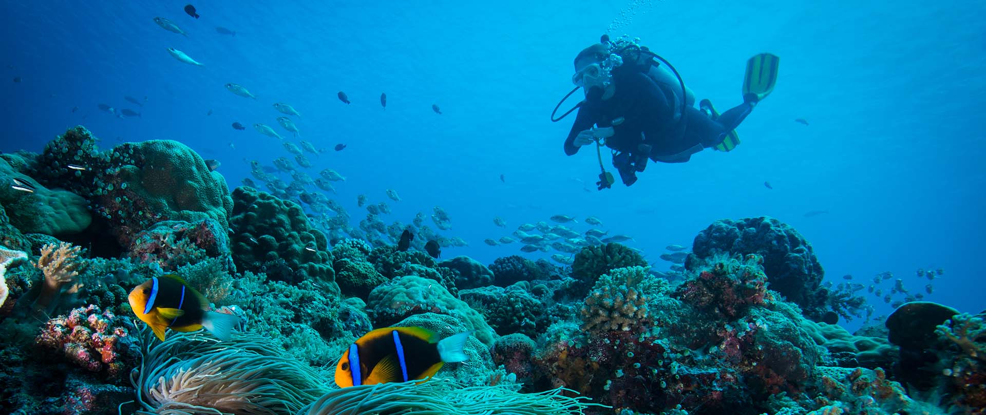 single diver near a coral reef