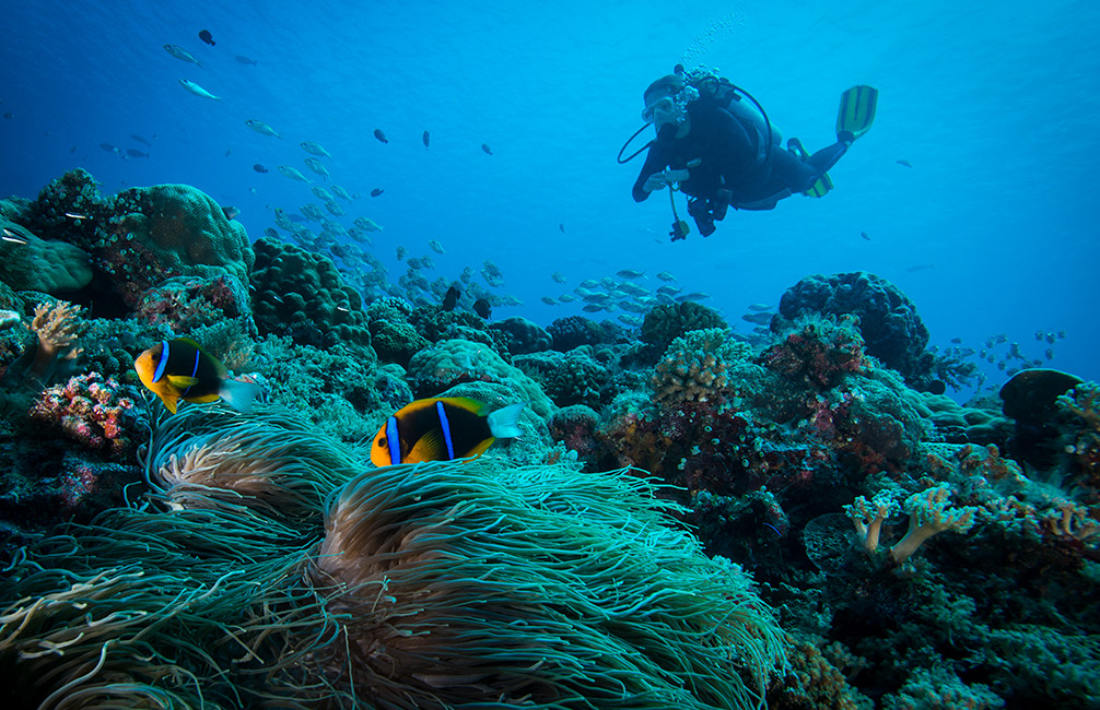 single diver underwater near a coral reef