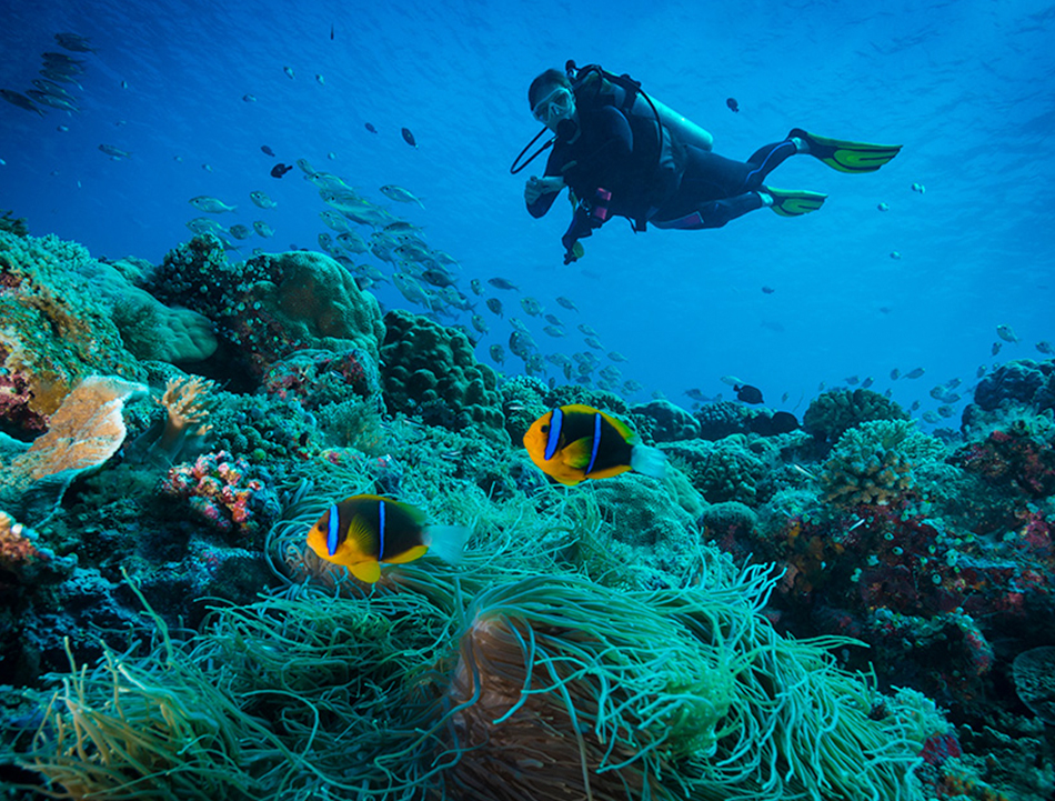 single diver near a coral reef and school of fish