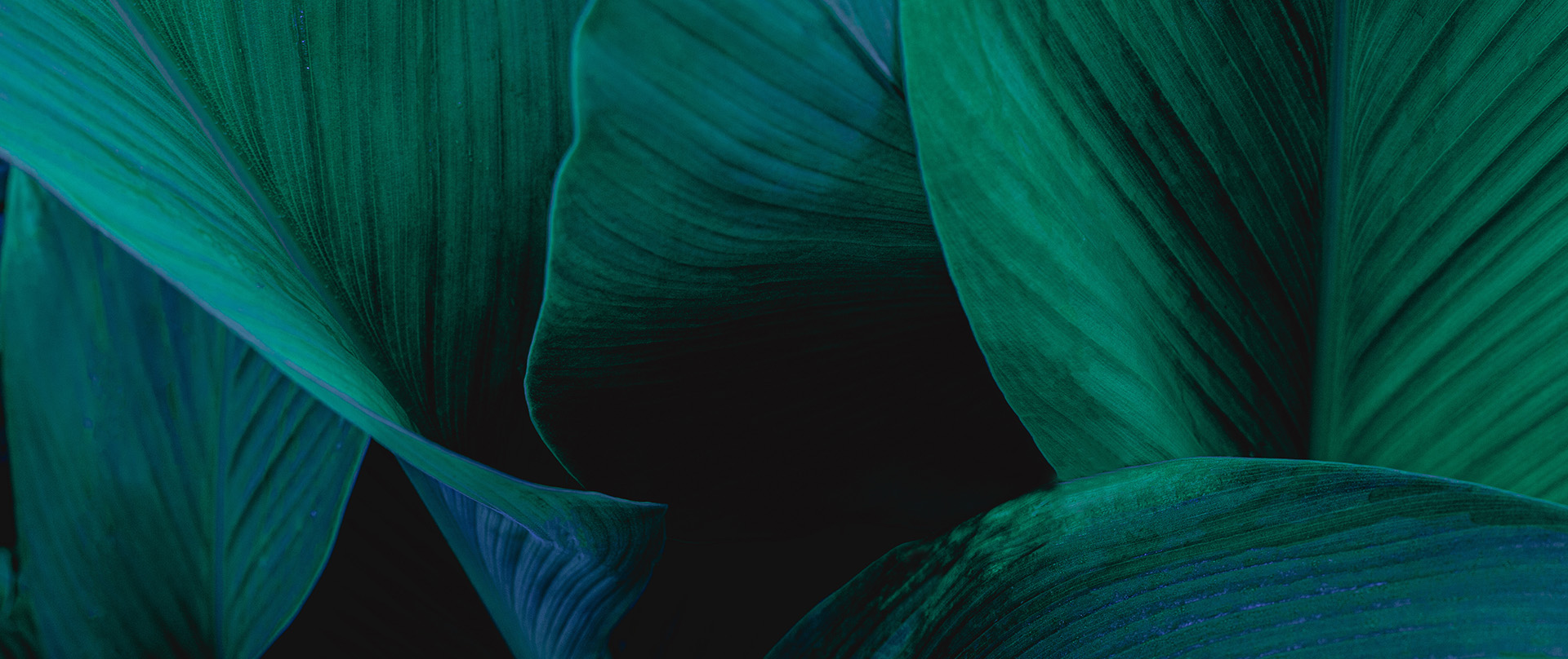 palm leaf background