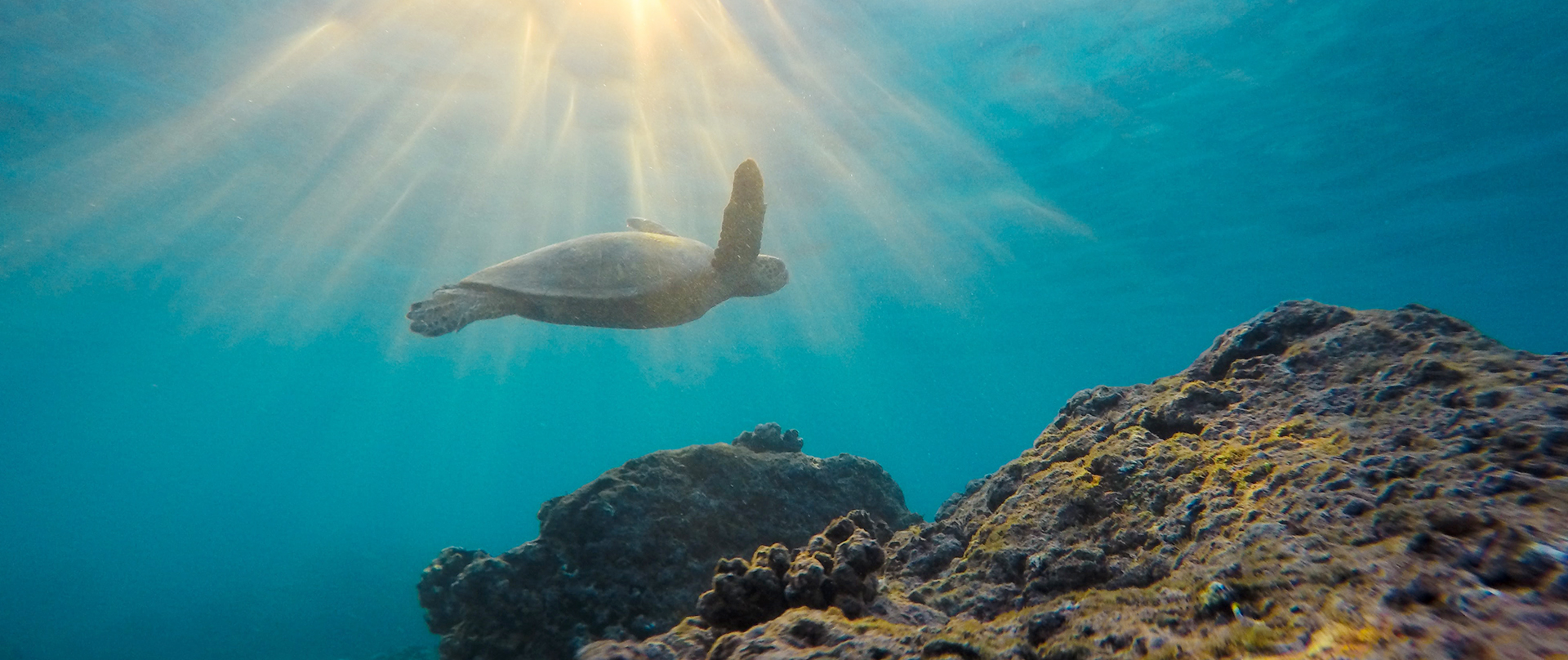 sea turtle swimming underwater