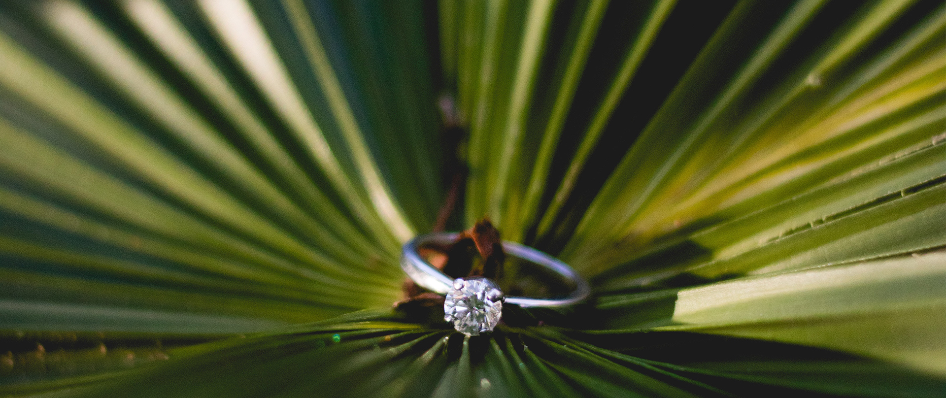 close up of diamond ring on a palm leaf