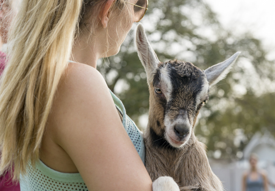 jw marriot nashville homepage events goat yoga